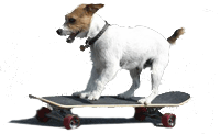 Skateboarding Dog Skateboarding Dog