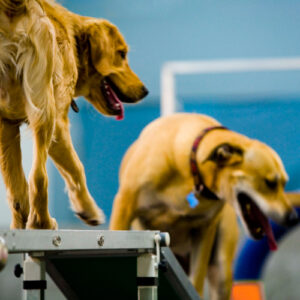 Dog Agility