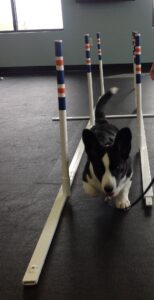 Porter doing the weave poles