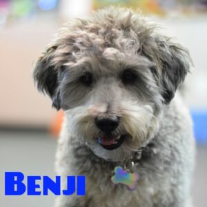 benji pic