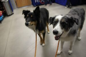 11742988_916856555020139_26294157260470616_n