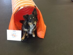 Robo graduating Agility 2